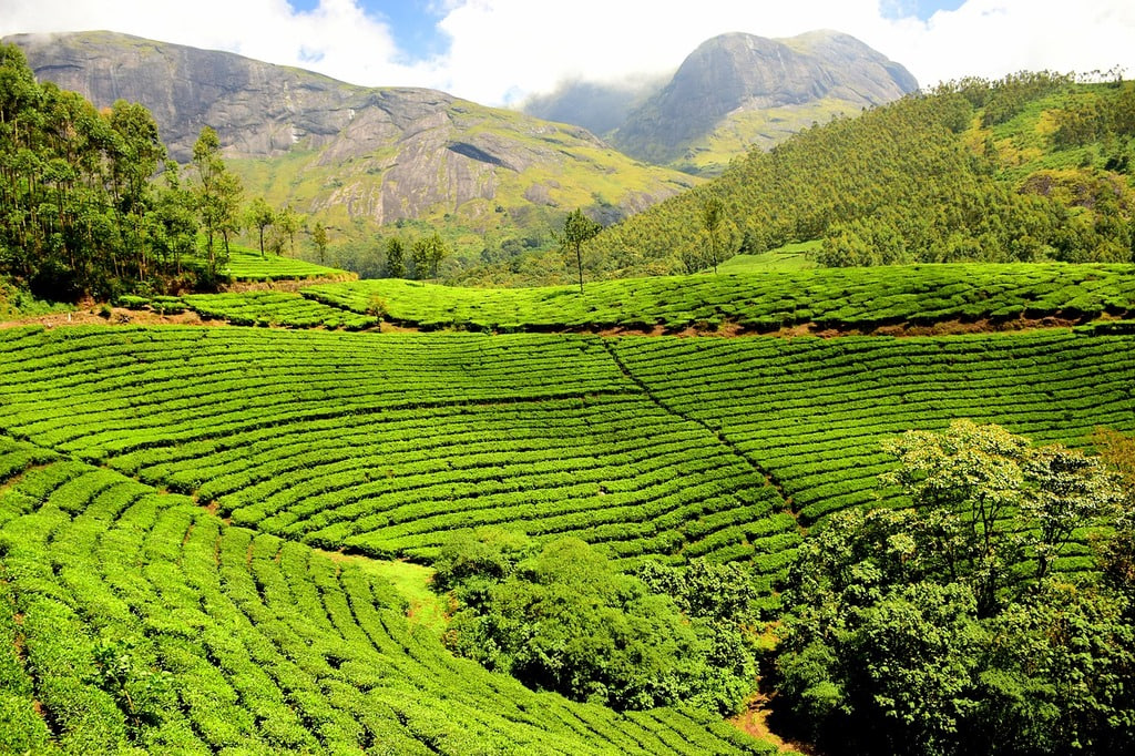 Tea Hills moc chau