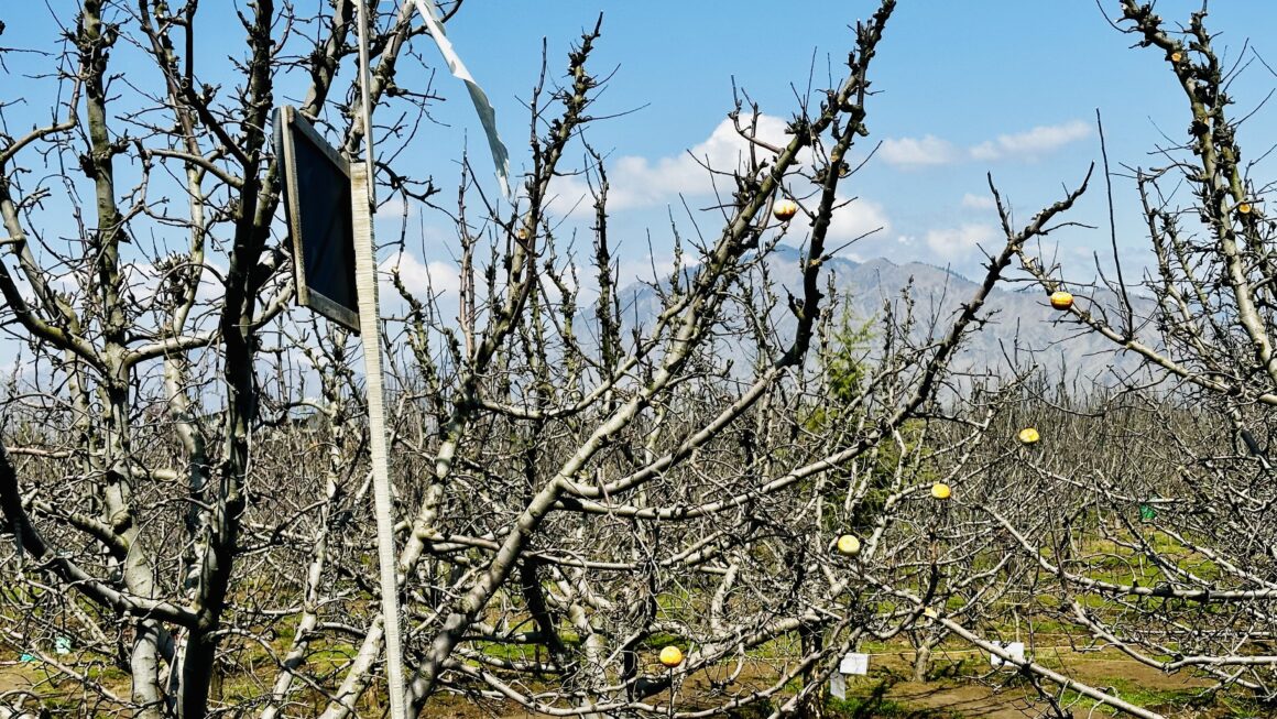 Apple Valley, Kashmir